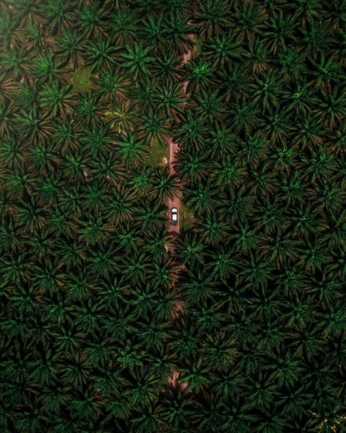 Cultivo de dendê recupera áreas degradadas na Amazônia