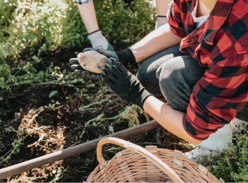 Fertilizantes especiais: carbonato de potássio é peça-chave