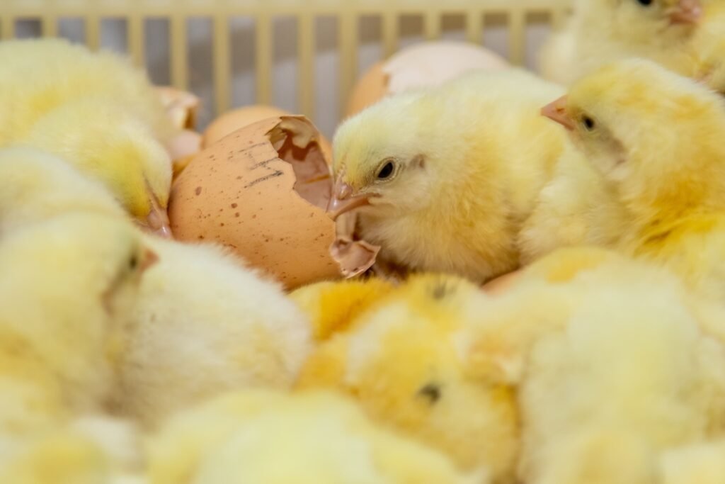 Biosseguridade na indústria garante consumo de frango seguro