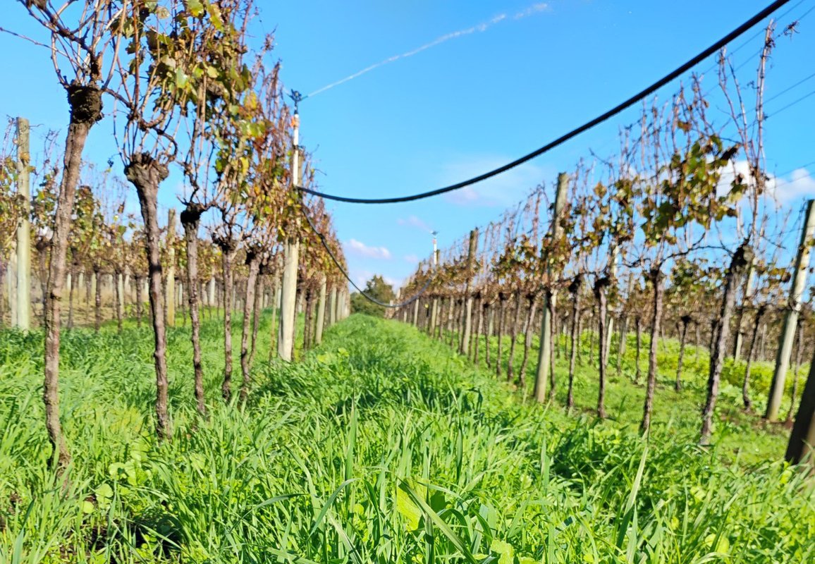 RS leva viticultura sustentável à pauta da COP30 RS leva viticultura sustentável à pauta da COP30